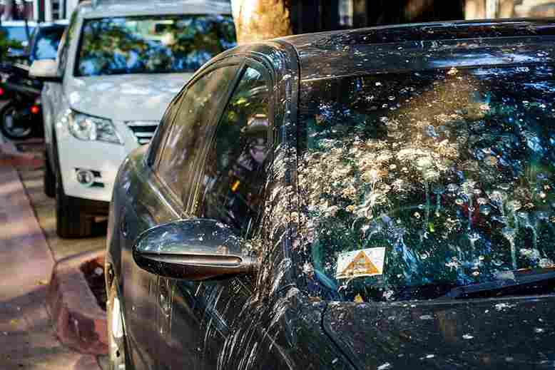 What Color Cars do birds prefer to poop on