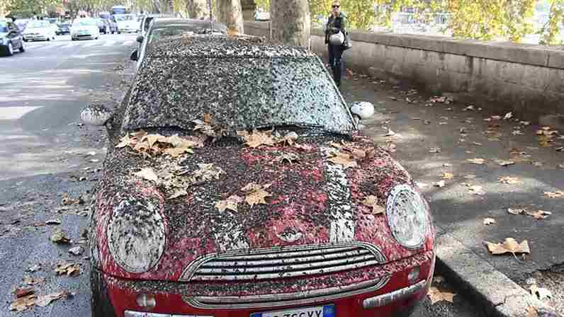 Is bird poop bad for car paint best car 2022