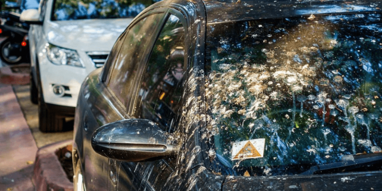 Is bird poop bad for car paint best car care tips 2022