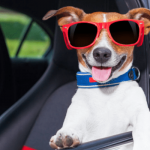10 Best Tips While Traveling With Pets In Car Best Pet GUIDE 2022