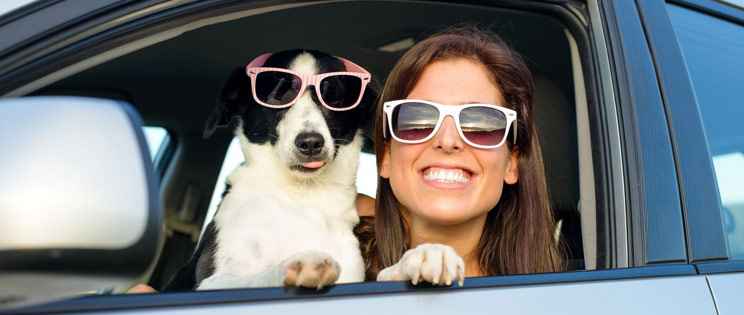 10 Best Tips While Traveling With Pets In Car Best Pet GUIDE 2022 2