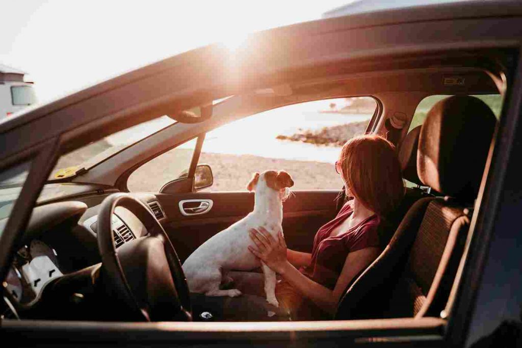 10 Best Tips While Traveling With Pets In Car Best Pet GUIDE 2022 3