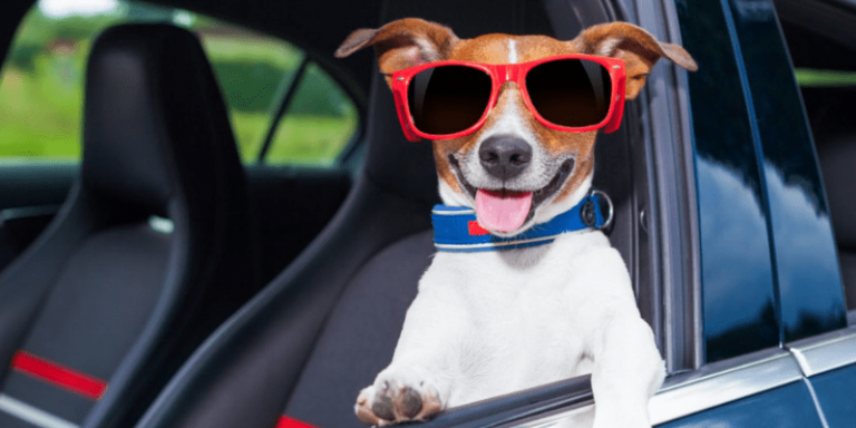 10 Best Tips While Traveling With Pets In Car Best Pet GUIDE 2022